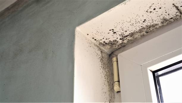 Best Industrial Mold Remediation  in Auburndale, FL