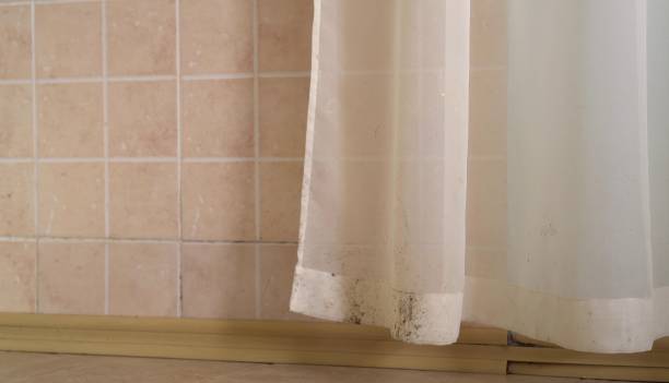 Mold Odor Removal Services in Auburndale, FL