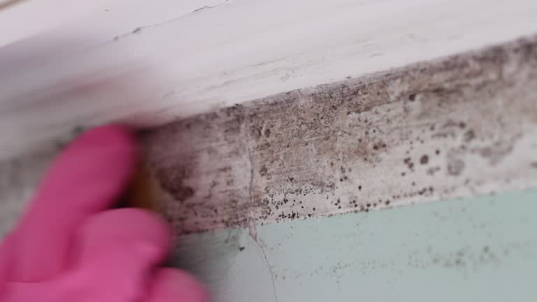 Best Comprehensive Air Testing for Mold Contaminants  in Auburndale, FL